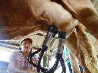 Captação do leite atingiu os 113,2 milhões de litros em MS (Foto: Famasul/Divulgação)