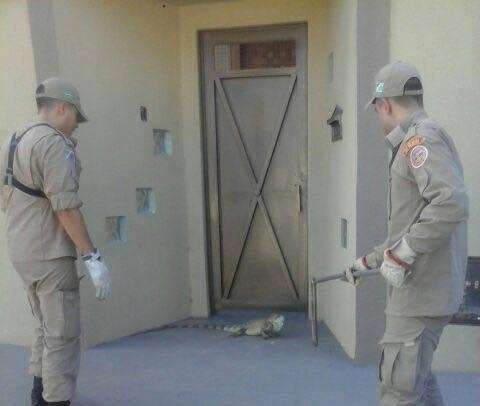 Em meia hora, bombeiros resgatam duas iguanas em &aacute;reas urbanas