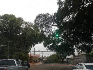 Uma das árvores que não resistiu as rajadas de vento continua interditando a Avenida Bandeirantes. Avenida Bandeirantes interditada na Capital. (Foto: Ângela Kempfer)