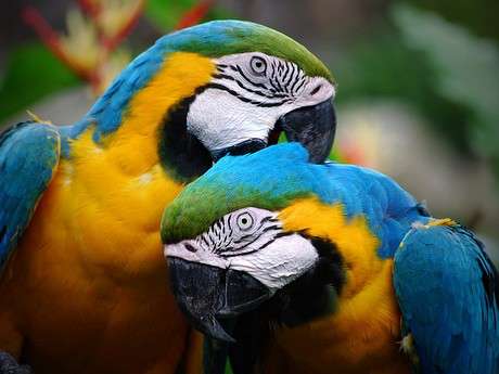 Estado recebe primeira edi&ccedil;&atilde;o da feira internacional de observa&ccedil;&atilde;o de aves