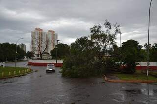 Árvore caída na Rachid Neder com a 14 de Julho.