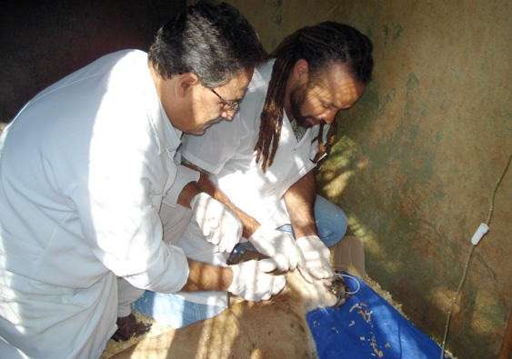 Ap&oacute;s ser atropelada na BR-158, on&ccedil;a segue em observa&ccedil;&atilde;o na Capital