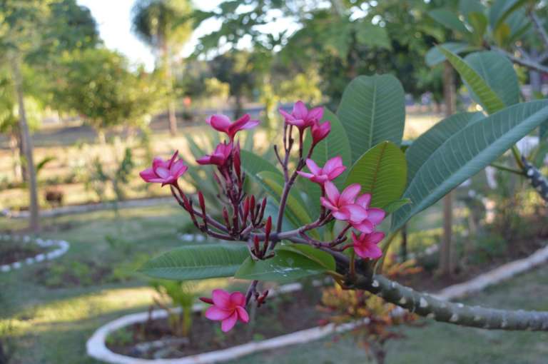 Flores colorem a praça o ano todo. (Foto: Thailla Torres)