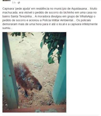 Sem viatura, PMA n&atilde;o consegue realizar resgate de capivara machucada