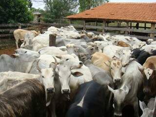 Objetivo do abate é a repressão ao contrabando e o controle sanitário no Estado. (Foto: Divulgação)