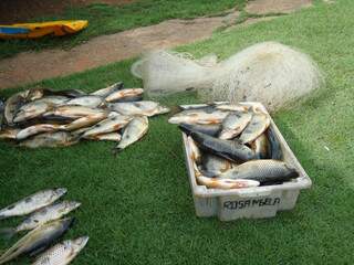 A tarrafa, equipamento de pesca proibido pela lei, ainda estava molhada e os peixes, frescos. (Foto: PMA)