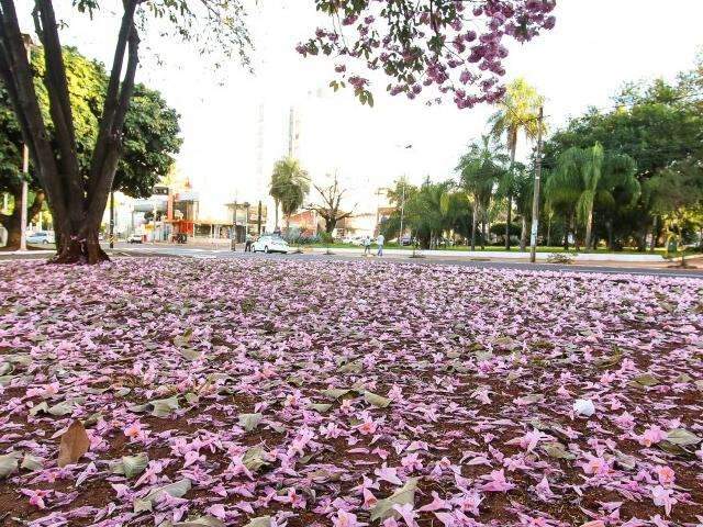 Inverno e tempo seco trazem beleza rosa com floradas de ipês