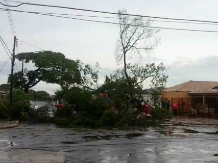  Leitora registra queda de árvore em frente a residência na Vila Sobrinho