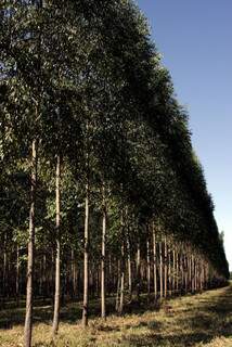 Para cada hectare de floresta plantada de eucalipto, por exemplo, são conservados 10 hectares de floresta nativa. (Foto: Tarsilla Ferreira).