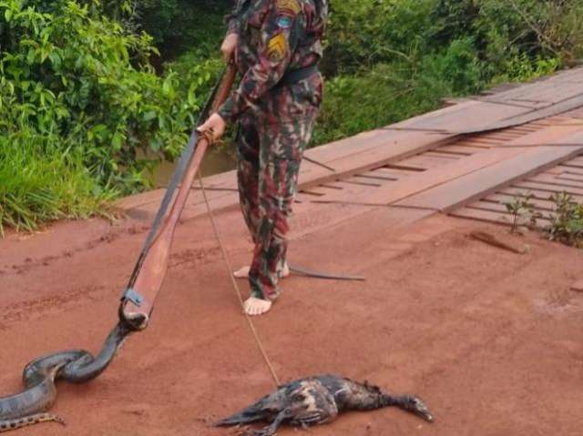 Sucuri de 3 metros perde &quot;morada&quot; em lago urbano, mas &eacute; solta no rio Coxim 