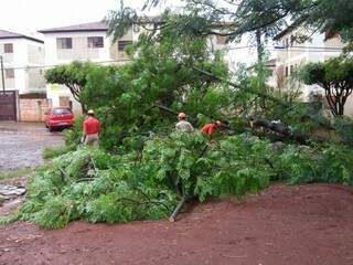 Bombeiros foram acionados para retirar árvore que caiu em rua do Jardim Centenário. (Foto: Paulo Francis)