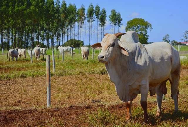 Pre&ccedil;o do boi gordo eleva 7% em outubro e valor da arroba fecha em R$ 136