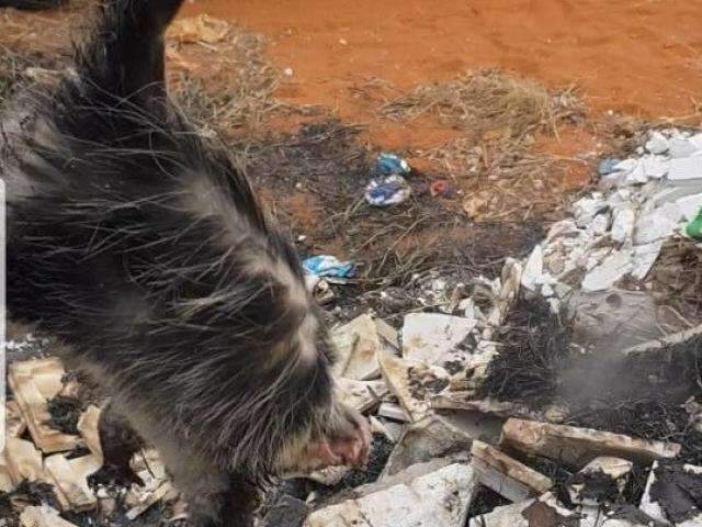 Gamb&aacute; &eacute; resgatado de inc&ecirc;ndio em terreno baldio do Rita Vieira 