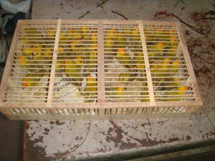PMA prende traficante de aves com 1250 canários peruanos 