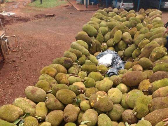 Caminhoneiros s&atilde;o presos com maconha escondida em meio a jacas 