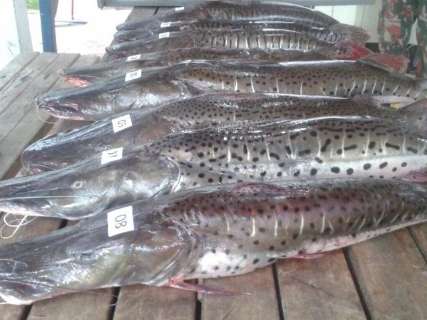 Homem é multado por estocar 50 kg de pescado irregular durante a Piracema