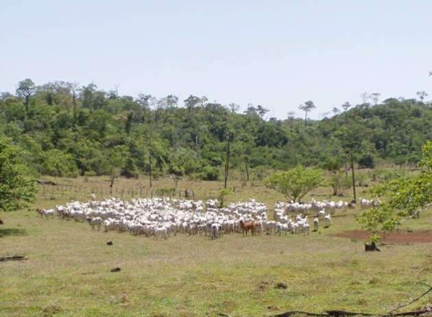  Ap&oacute;s R$ 1,6 mi em multas, cabe&ccedil;as de gado s&atilde;o retiradas de &aacute;rea de preserva&ccedil;&atilde;o
