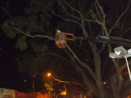 Prefeitura faz manutenção em árvores do canteiro central da Afonso Pena