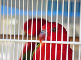 Aves exóticas estão entre animais apreendidos (Fotos: João Garrigó)
