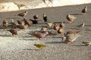 H&aacute; 5 anos, aves t&ecirc;m endere&ccedil;o na Vila Alba, com direito a casa na &aacute;rvore e comida