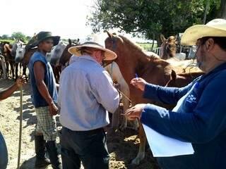 Desde 2013, pesquisadores da Embrapa Pantanal faz estudos com cavalos da raça pantaneira. (Foto: Divulgação)