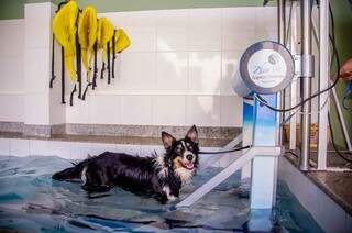 A ZhenVet possui estrutura para melhor atender os animais e conta com piscina aquecida e coberta e hidroterapia. (Foto: Vanessa Tamires)