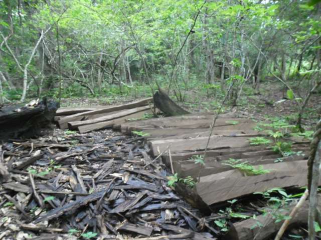 Fazendeiro &eacute; multado em R$ 6,9 mil por corte ilegal de aroeira