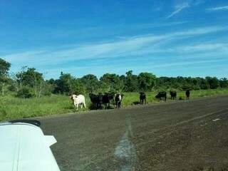 Gado em pista de aeroporto escapou de fazenda que trocava cerca