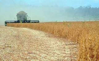 Produção de soja em MS deve chegar a mais de 10 milhões de toneladas em 2019 (Foto: Arquivo/Campo Grande News)