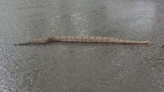 A cobra foi fotografada atravessando uma via do Parque dos Poderes (Foto: Direto das Ruas)