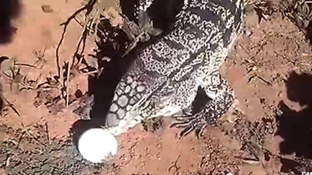 Lagarto tei&uacute; &#039;fila boia&#039; todos os dias h&aacute; dois anos na casa de dona Nair