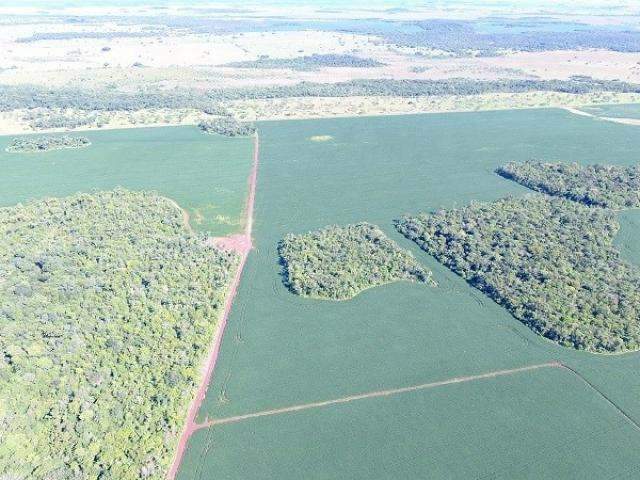 Fazendeiro &eacute; multado em R$ 28 mil ap&oacute;s flagrante de desmatamento ilegal