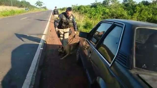C&atilde;es farejadores ajudam PRF a localizar 27 kg de maconha em Monza abandonado