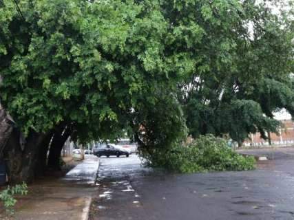 Chuva derruba galho de árvore e metade de rua é interditada 