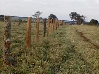Até cerca de  fazenda era feita com madeira ilegal. (Foto: Divulgação/ PMA)