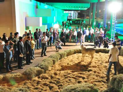 Leilão de luxo leva vacas para espaço de gala das noivas de Campo Grande