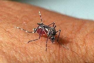 Mosquito Aedes aegypti segue em ascensão e é vetor de várias doenças graves. (Foto: Genilton Vieira)
