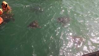 Dezenas de tartarugas aparecem para nadar com os turistas na praia de El Ñuro