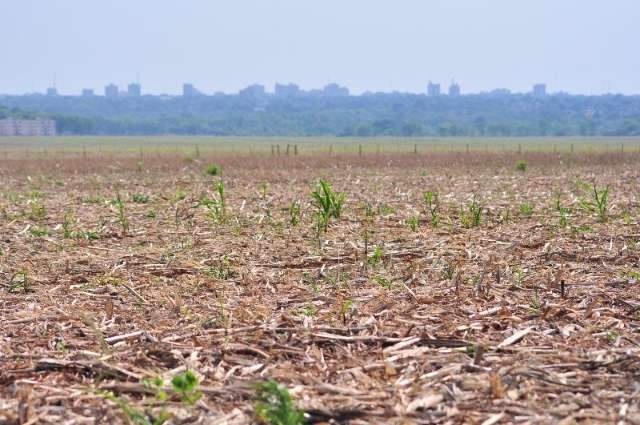 Sol castiga lavouras de soja e falta de chuva deixa produtores apavorados