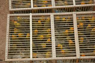 Alvo da operação é o trafico de aves silvestres. (Foto: Simão Nogueira/Arquivo)