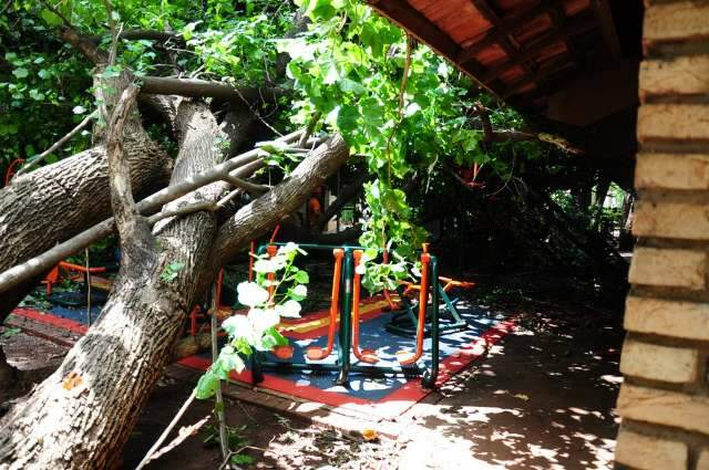 &Aacute;rvore de 25 metros cai e danifica equipamentos de gin&aacute;stica no Horto Florestal