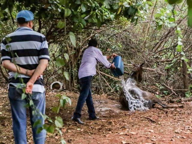 Ataque de abelhas mata cavalo em Ribeirão Preto - A Crítica de Campo Grande