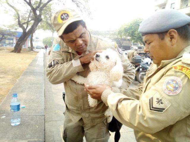 Com calor recorde, bombeiros salvam poodle &quot;esquecido&quot; em carro