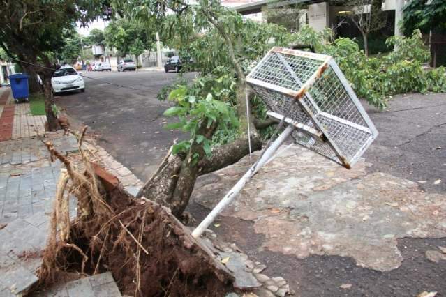 Chuva e vento provocam queda de &aacute;rvore no bairro Jardim dos Estados