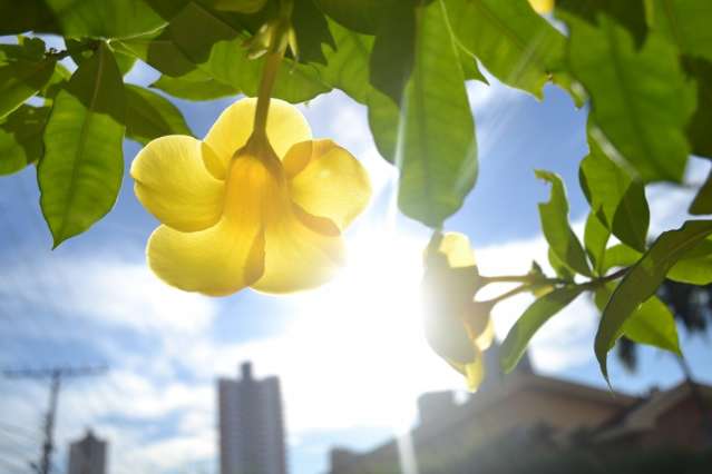 Com chuva s&oacute; dia 13, onda de calor tem sensa&ccedil;&atilde;o t&eacute;rmica de 44&ordm;C em MS