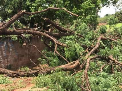 Árvore de grande porte cai durante chuva e destrói muro no Caiçara 