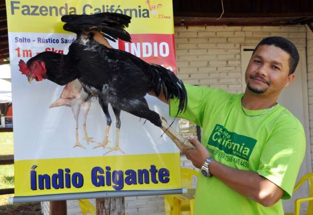 Galos de at&eacute; um metro voltam a ser expostos na Expogrande este ano