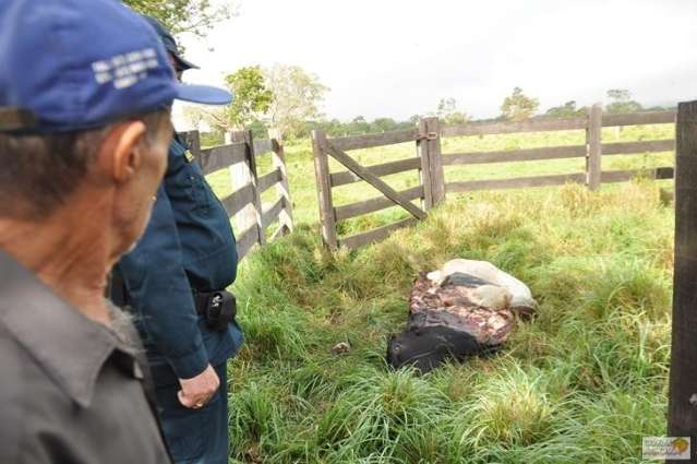 Ladr&atilde;o invade propriedade, abate gado, mas s&oacute; leva a metade da vaca 