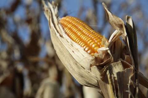 Valor bruto das produções de milho, cana, leite e algodão deve cair em 2015