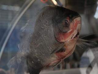 Feira do Peixe oferece produtos com desconto de at&eacute; 40% a partir de 6&ordf;